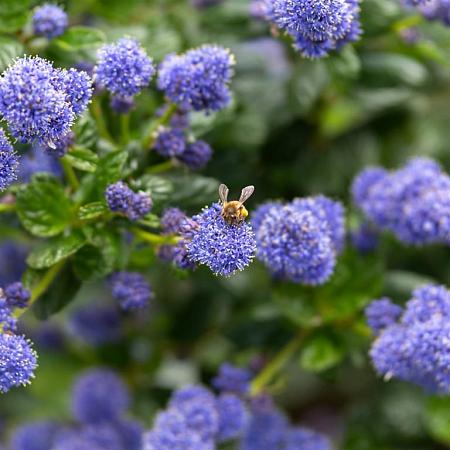 Ceanothus thyrsiflorus repens Stam 70 cm