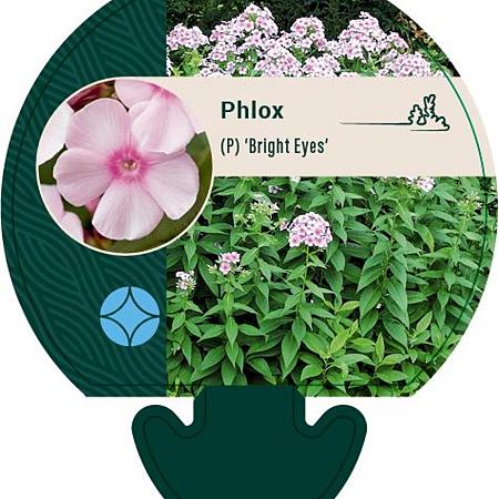 Phlox (P) 'Bright Eyes' Pot 9 cm