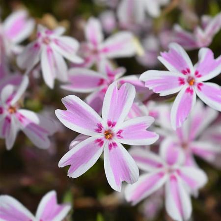 Phlox (S) 'Candy Stripes' Pot 9 cm