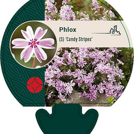 Phlox (S) 'Candy Stripes' Pot 9 cm