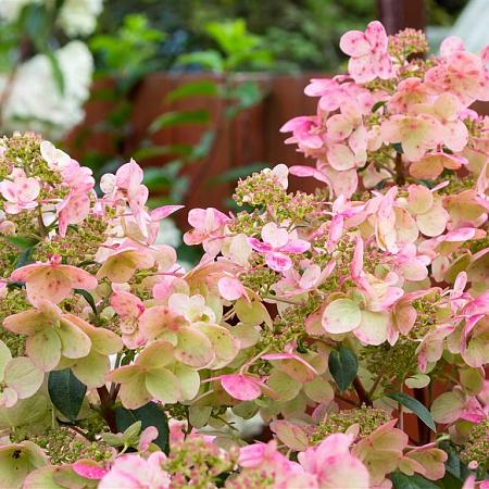 Hydrangea pan. Vanille-Fraise Pot 5 Liter 