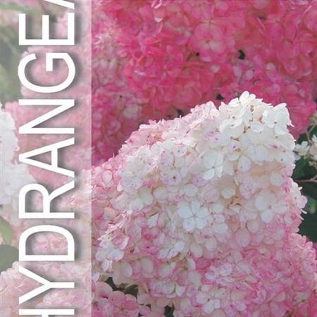 Hydrangea pan. Vanille-Fraise Pot 5 Liter 
