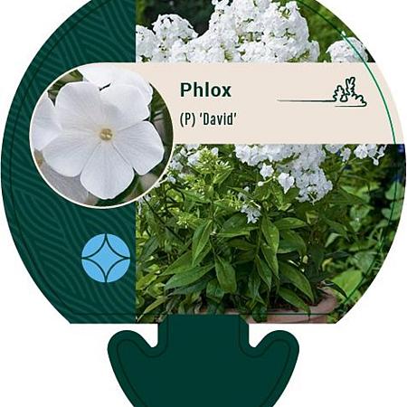 Phlox (P) 'David' Pot 9 cm