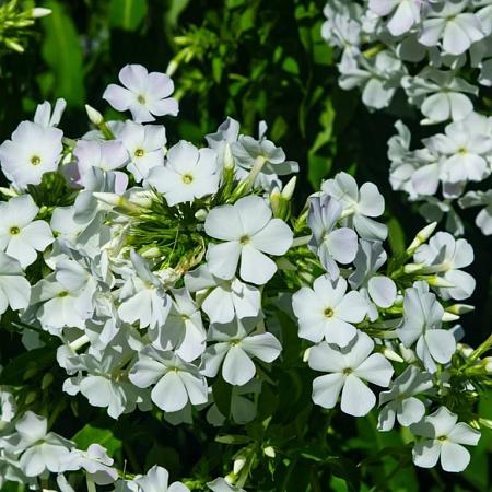Phlox (P) 'David' Pot 9 cm