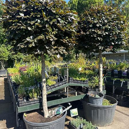 Fagus syl. 'Atropunicea' Pot 285 liter stam 150 cm (Stamomtrek 25-30 cm) Bolvorm