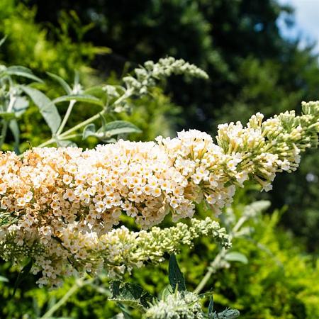 Buddleja Free Petite Snow White Pot 2 Liter