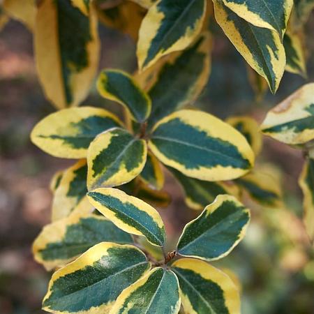 Elaeagnus ebb. 'Viveleg' Pot 45 liter Stam 100 cm Bolvorm