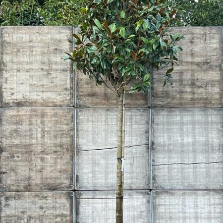 Magnolia grand. 'Galissonnière' Hoogstam (Stamomtrek 20-25 cm)