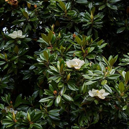 Magnolia grand. 'Galissonnière' Hoogstam (Stamomtrek 20-25 cm)