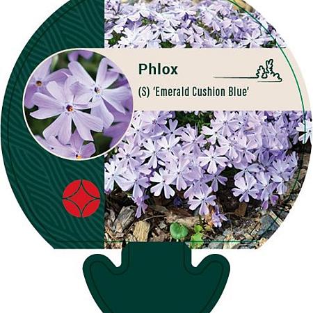 Phlox (S) 'Emerald Cushion Blue' Pot 9 cm