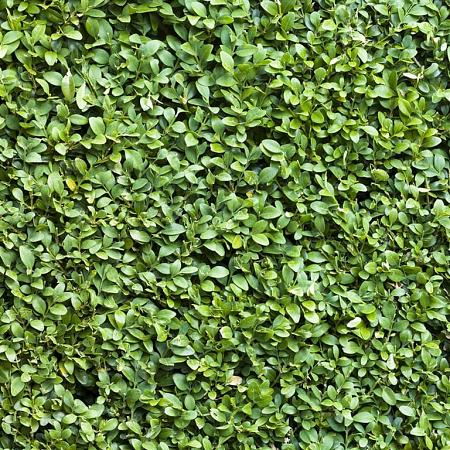 Buxus sempervirens Pot 20 liter Stam 60 cm