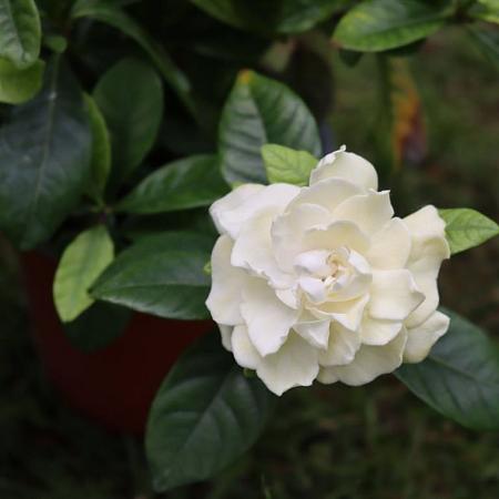 Camelia j.  'Perfection White' Pot 7,5 Liter 