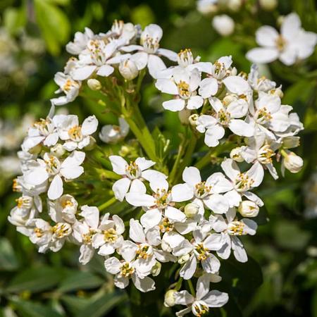 Choisya 'Aztec Pearl' Pot 30 Liter 80 - 100 cm