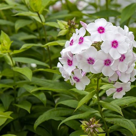 Phlox (P) 'Europa' Pot 9 cm