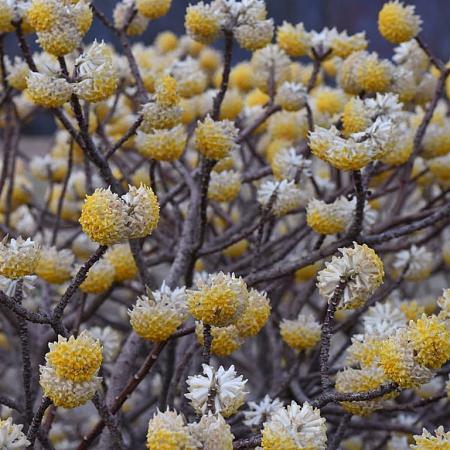 Edgeworthia chrysantha Pot 15 liter 
