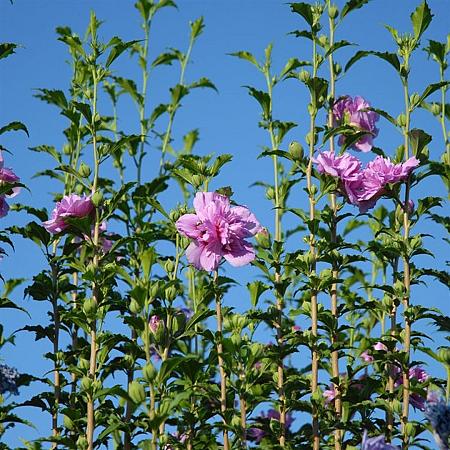 Hibiscus syr. Lavender Chiffon Pot 10 liter