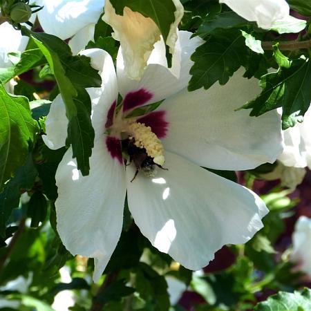 Hibiscus syr. 'Red Heart' Pot 15 liter Halfstam