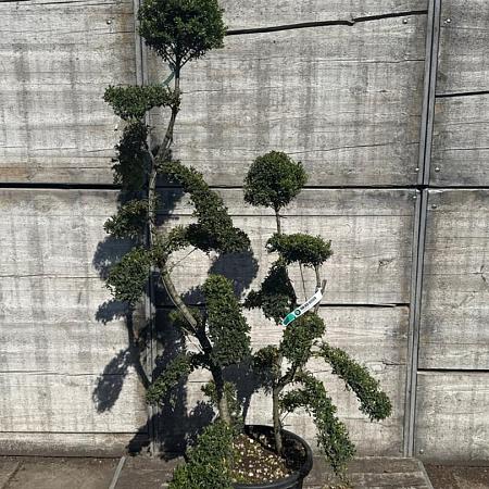 Ilex crenata 'Kimmei' Pot 35 Liter Bonsai