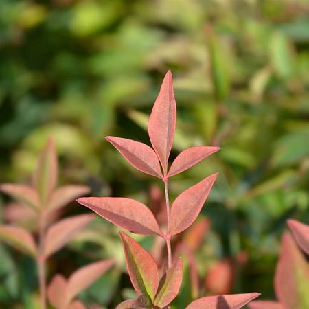Nandina domestica Obsessed Pot 5 Liter 