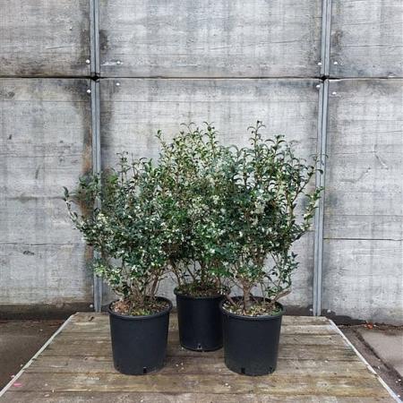 Osmanthus burkwoodii Pot 10 liter