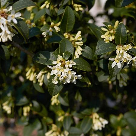 Osmanthus burkwoodii Pot 55 liter Meerstammig