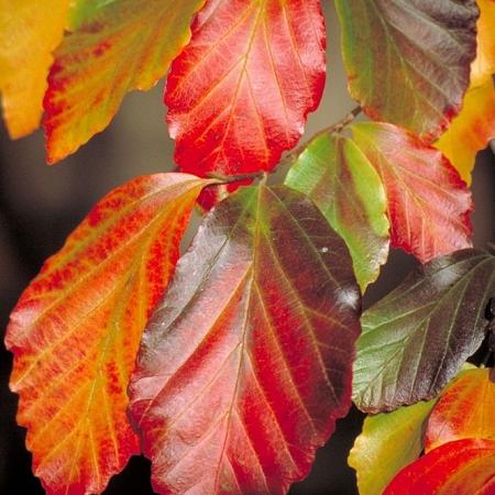 Parrotia persica Pot 70 Liter 200 - 250 cm