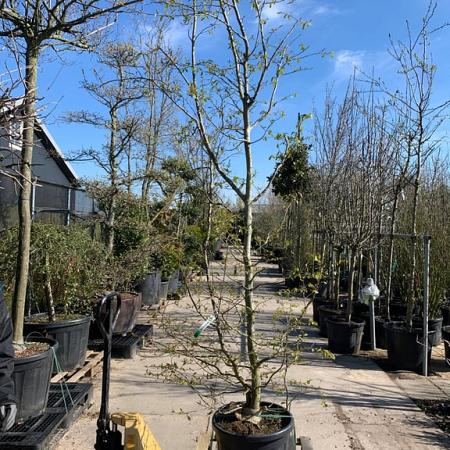 Parrotia persica Pot 70 Liter 200 - 250 cm