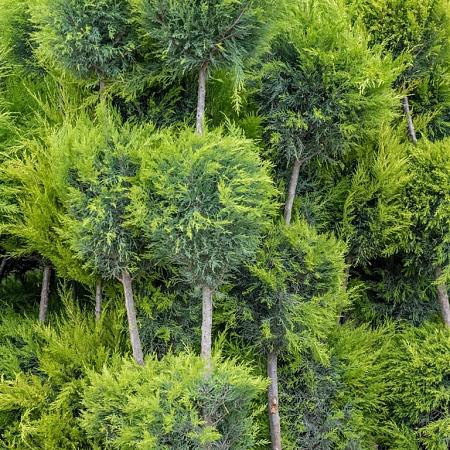 Cupressocyparis l. 'Gold Rider' Pot 5 Liter Pon-Ponvorm