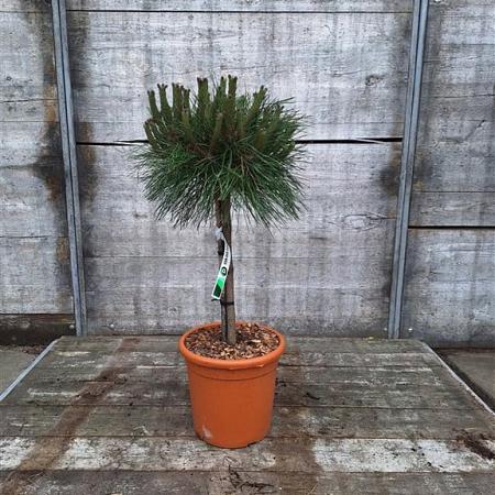 Pinus nigra 'Pierrick Brégeon' Pot 5 Liter Laagstam