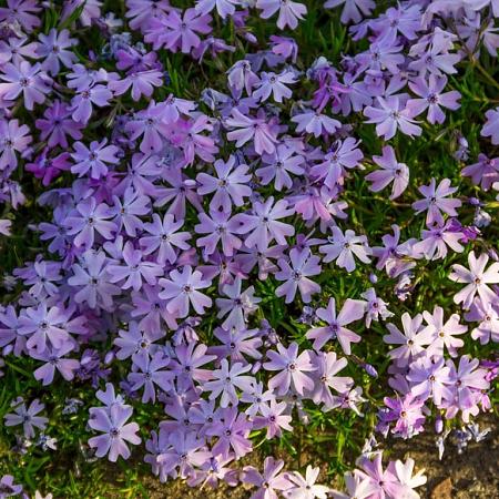 Phlox (S) 'G.F. Wilson' Pot 9 cm