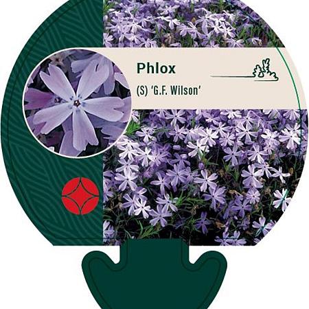 Phlox (S) 'G.F. Wilson' Pot 9 cm