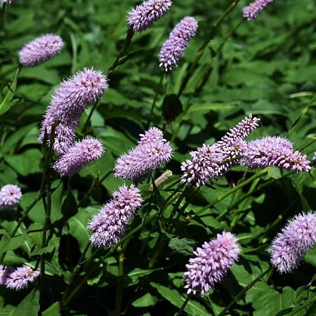 Persicaria vacciniifolia Pot 9 cm