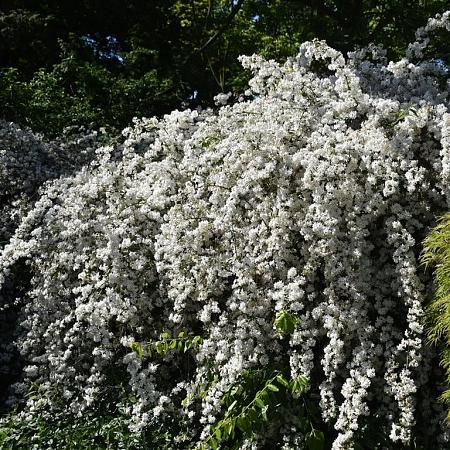 Deutzia gracilis 'Nikko' Pot 2 Liter