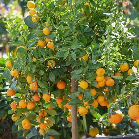 Citrus fort. 'Magarita Kumquat'  Pot 7,5 Liter Laagstam