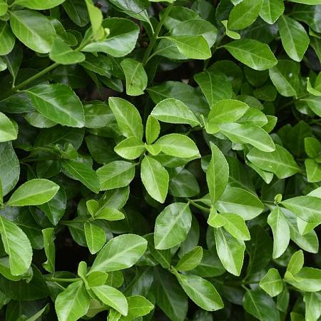 Euonymus jap. 'Green Spire' Pot 5 Liter 