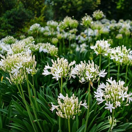 Agapanthus 'Arctic Star' Pot 5 Liter 