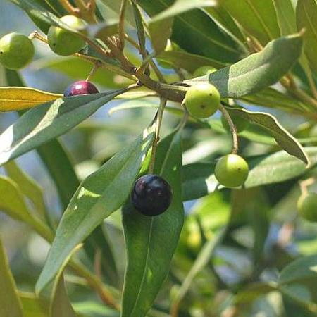 Olea europaea Pot 110 liter 200 - 225 cm POMPONVORM