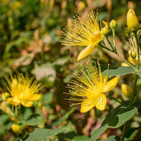 Hypericum calycinum Pot 2 Liter 20 - 30 cm