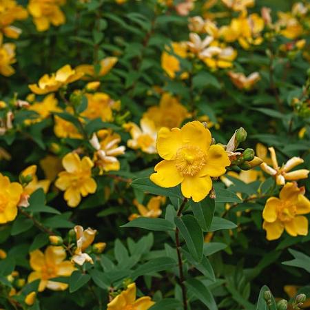 Hypericum 'Hidcote' Pot 2 Liter