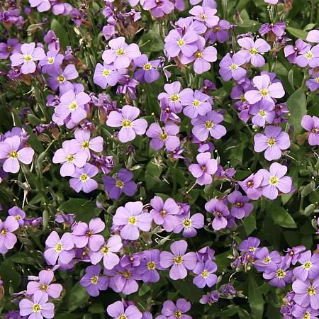 Phlox (D) 'Lilac Cloud' Pot 9 cm