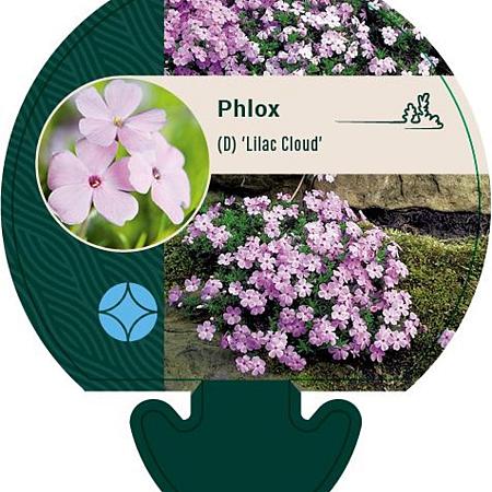 Phlox (D) 'Lilac Cloud' Pot 9 cm