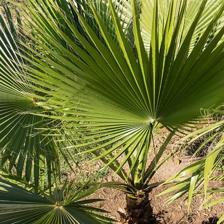 Trachycarpus fortunei stam 90 cm