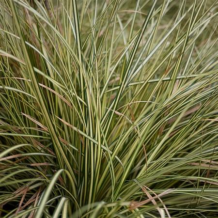 Carex oshim. 'Evergold' V2