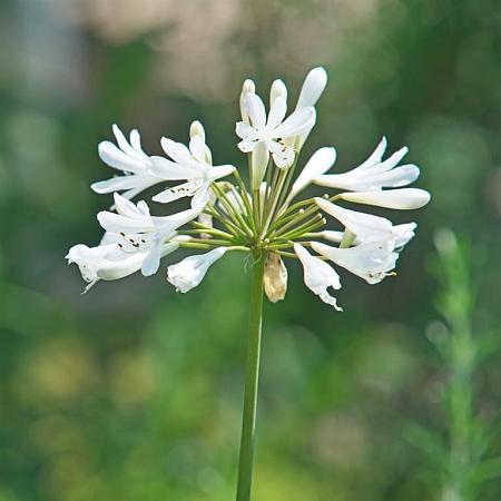 Agapanthus 'Double Diamond' Pot 9 cm