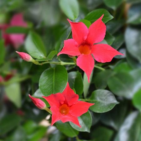 Mandevilla Sundaville -