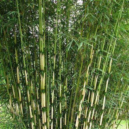 Fargesia robusta 'Campbell' Pot 5 Liter 