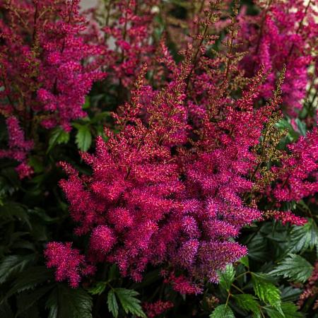 Astilbe (A) 'Glut' Pot 9 cm