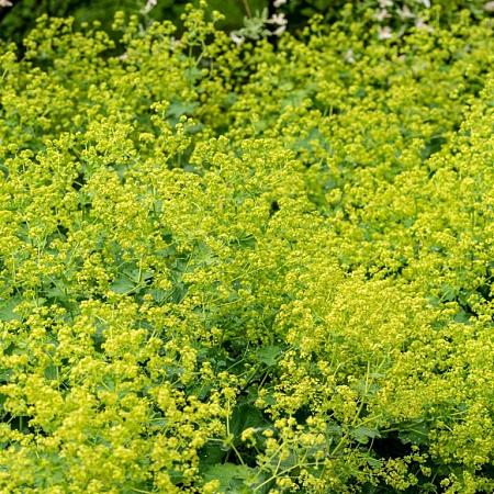 Alchemilla mollis 'Thriller' Pot 9 cm