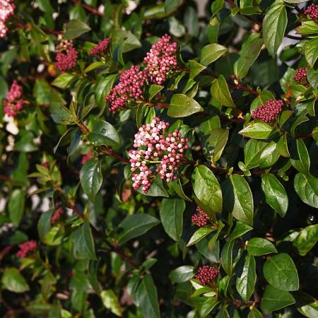 Viburnum tinus Pot 2 Liter