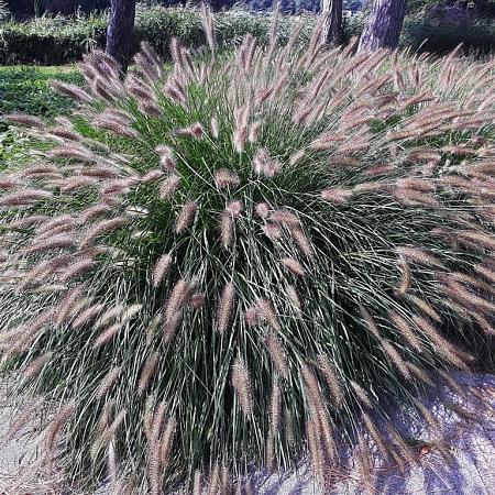 Pennisetum al. 'Hameln' Pot 6,5 Liter 